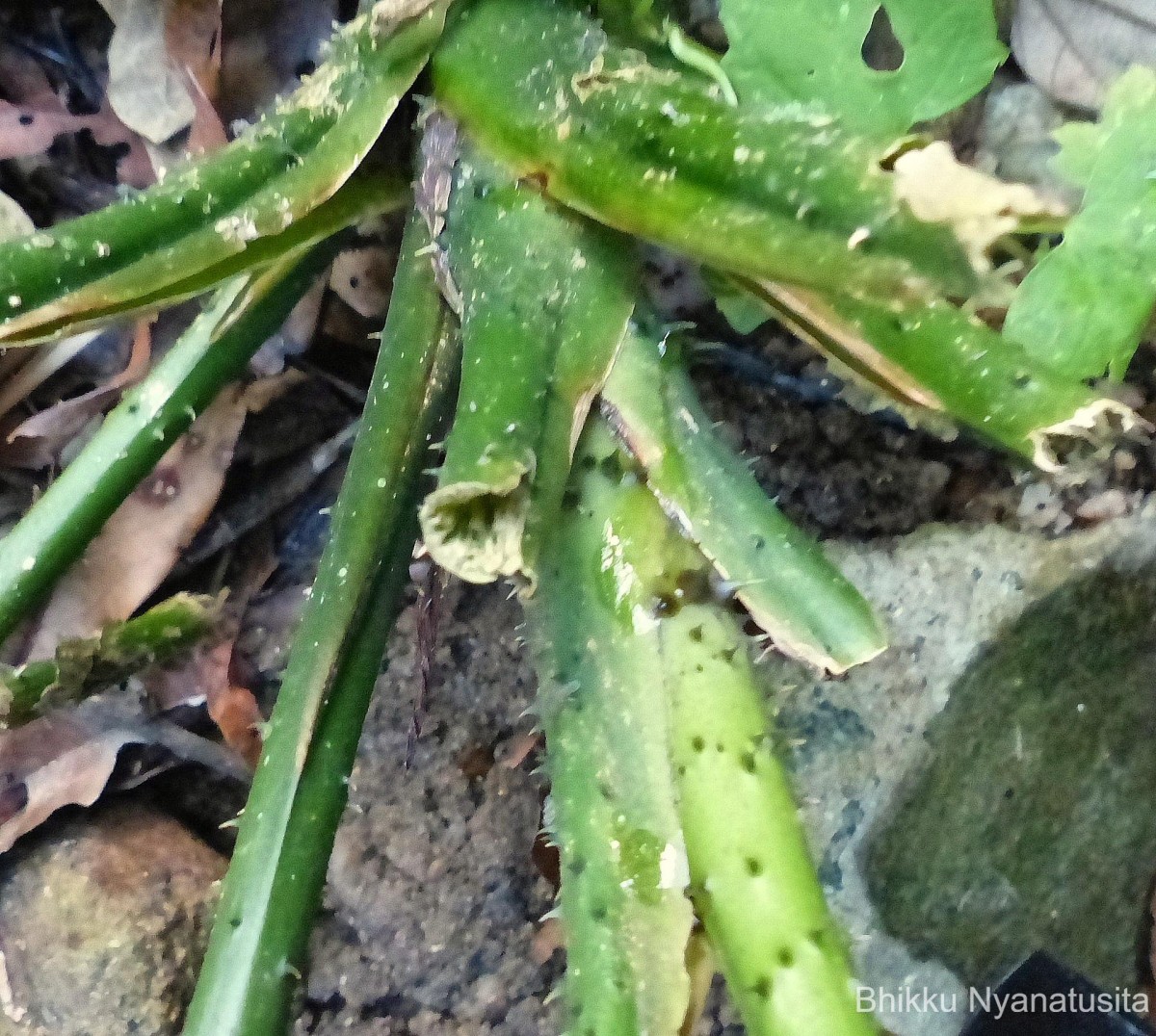 Lasia spinosa (L.) Thwaites